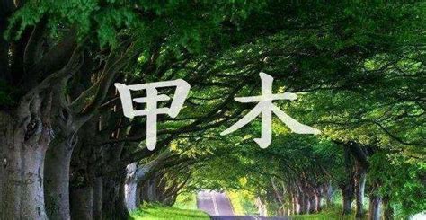 甲木特質|易經八字